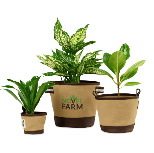 Three plants in fabric pots.
