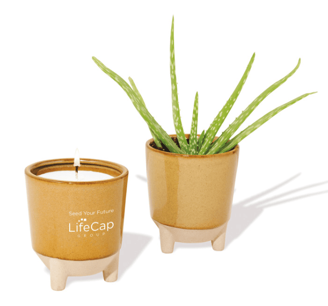 Screenshot of a lit candle and an aloe plant.