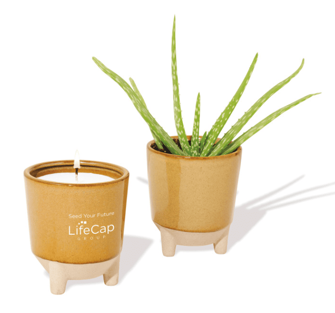 A lit candle in a candle holder and an aloe plant in a planter.