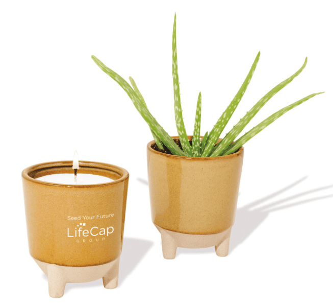 Screenshot of a candle and a plant.