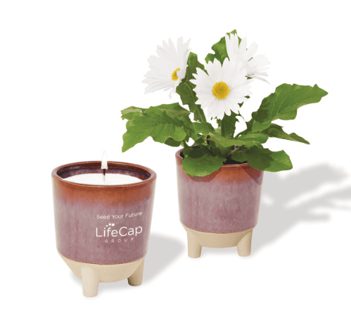 Screenshot of a candle and a flower in a planter.
