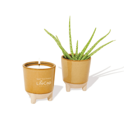 Screenshot of a candle and a plant in a planter.